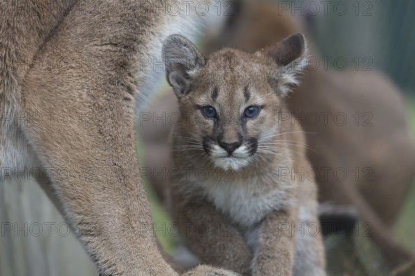 One cougar kitten, Puma concolor, resting on a log close to her mother
