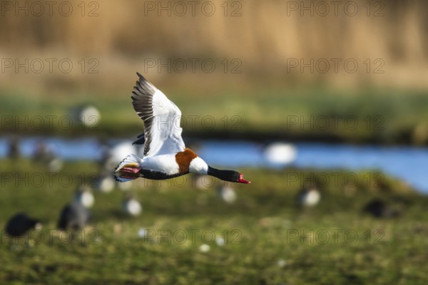 Common Shelduck, Tadorna tadorna, bird in flight over winter marshes