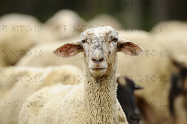 A sheep in the meadow, looking ahead. Part of a larger herd in a natural environment, domestic