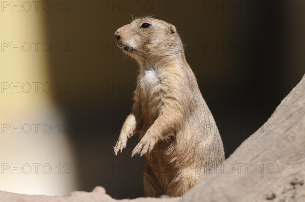 A prairie dog stands upright in the shade, alert and vigilant, black-tailed prairie dog (Cynomys