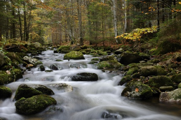 Natural idyll with a flowing stream in an autumn-coloured forest full of leaves and trees, Kleine