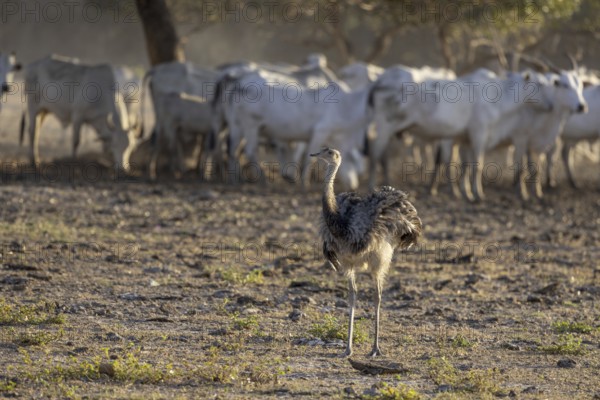 Nandu (Rhea americana), cattle farm, Pantanal, Brazil, South America