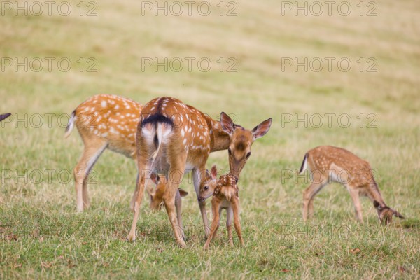 A female Dybowski deer (Cervus nippon hortulorum) grooms her fawn