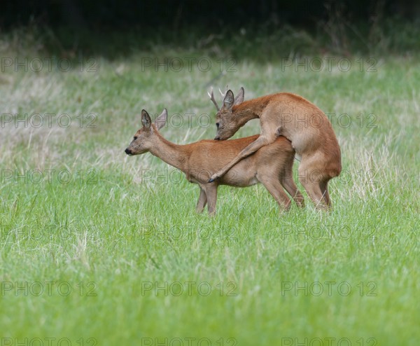 Roe deer (Capreolus capreolus), roebuck shoeing a doe in a meadow, mating, Germany, Europe