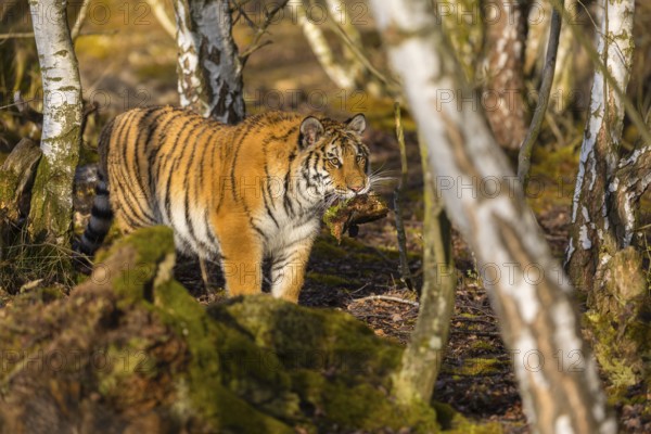 One young female Siberian Tiger, Panthera tigris altaica, playing with some rotten wood in a birch