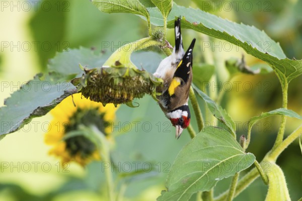 Goldfinch (Cardeulis cardeulis), adult bird feeding on ripe sunflower seed heads, Hesse, Germany,
