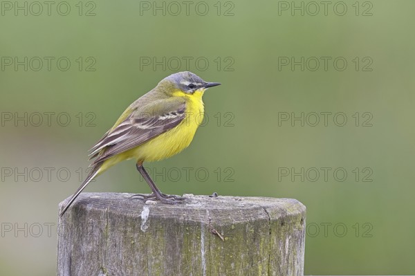 Yellow wagtail (Motacilla flava), on a pasture fence post, Dümmer, Lake Dümmer, Ochsenmoor, Hüde,