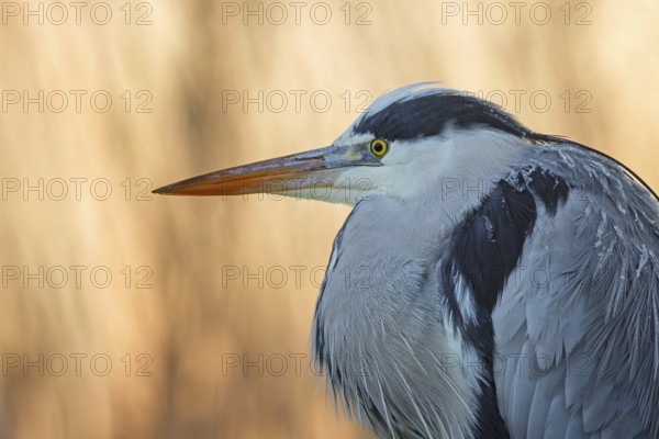 Grey heron (Ardea cinerea), heron, foraging, fish pond, oxbow lake, shallow water, sunrise, ice on