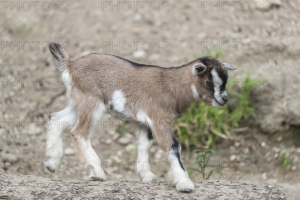 One newborn Pygmy goat, Capra hircus, walking over a log with some green grass in the background