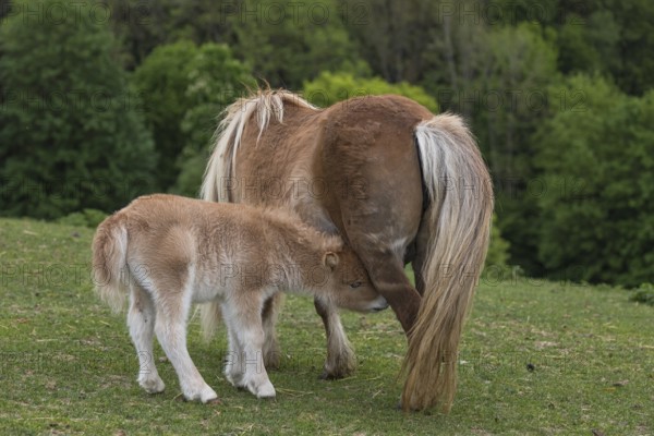 Falabella mare suckling foal, The Falabella (Equus ferus caballus) is the smallest horse at all