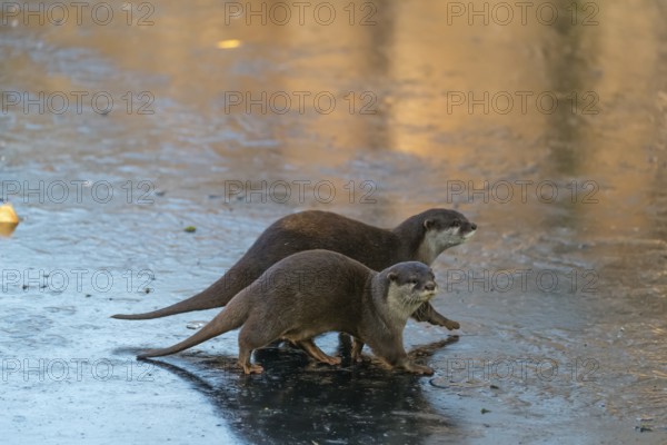 Two oriental small-clawed otter or Asian small-clawed otter (Aonyx cinerea), walk on the ice of a