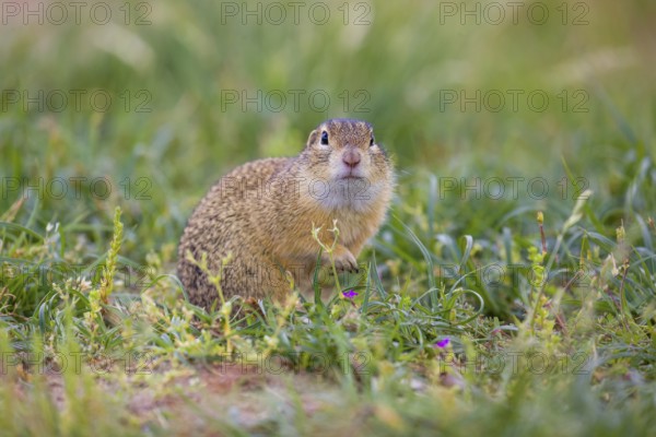 A European ground squirrel (Spermophilus citellus) or European souslik sits in green gras, looking