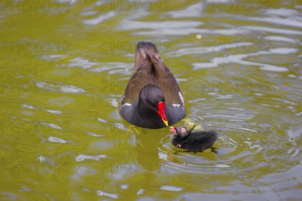 An adult common moorhen (Gallinula chloropus), swims in a pondand feeds one of her chicks