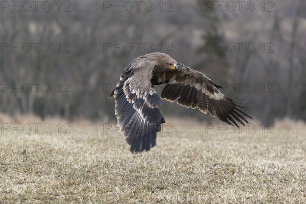 One steppe eagle, Aquila nipalensis, flying over a meadow. Trees in the background