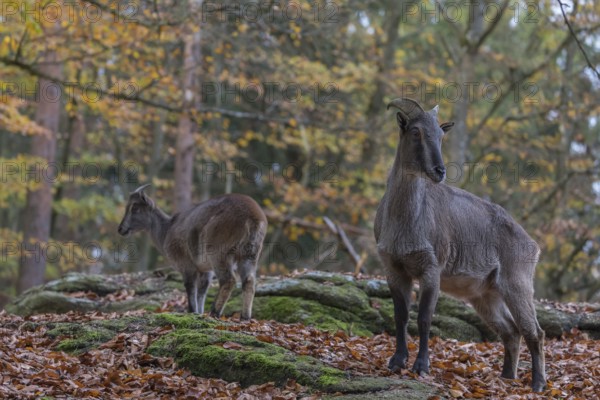 One female Himalayan Tahr (Hemitragus jemlahicus) standing in a forest. Green and yellow forest in