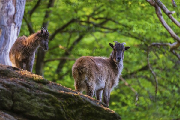 Two female Himalayan grays (Hemitragus jemlahicus) are standing on a rock in a green forest
