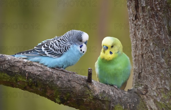 Budgerigars, (Melopsittacus undulatus) courtship display