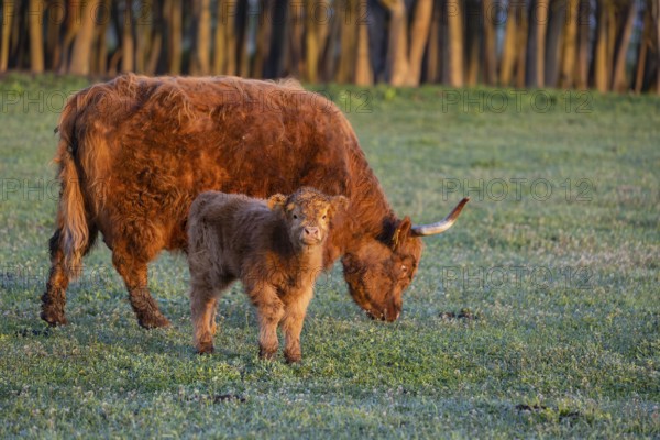 A highland cow (Bos primigenius taurus) suckles her calf
