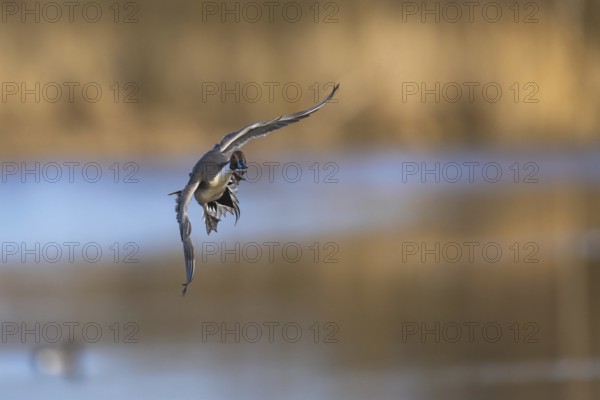 Northern Pintail, Anas acuta, male in flight over winter marshes