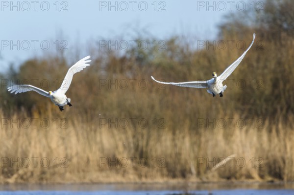 Tundra Swan, Bewick's Swan, Cygnus columbianus in flight at winter in Slimbridge, England, United
