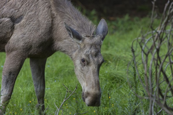 Moose (Alces alces) cow with trees and green grass around