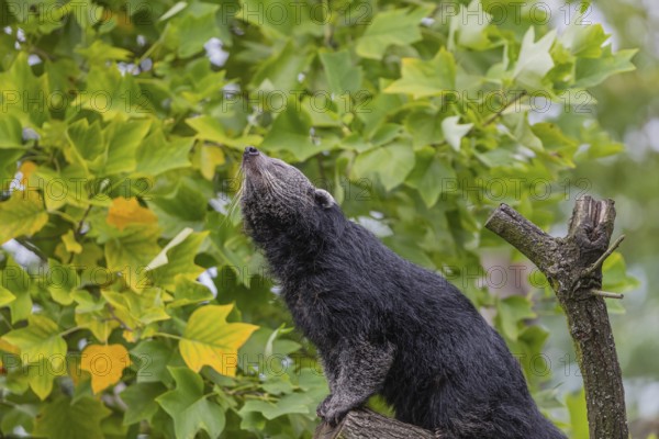 One binturong (Arctictis binturong), or bearcat balancing over branches framed by green leafs