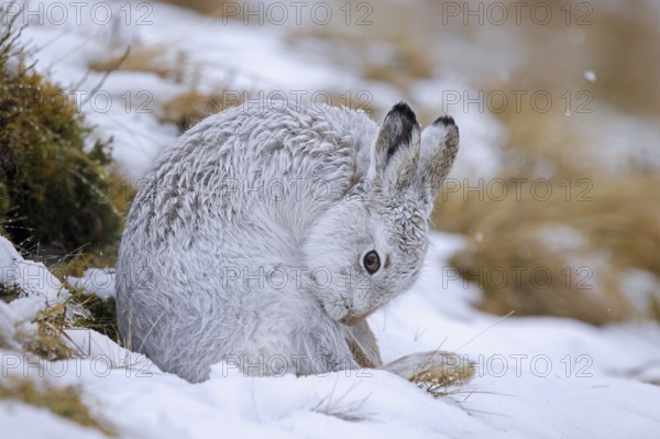 Mountain hare, alpine hare, snow hare (Lepus timidus) in white winter pelage grooming fur in late