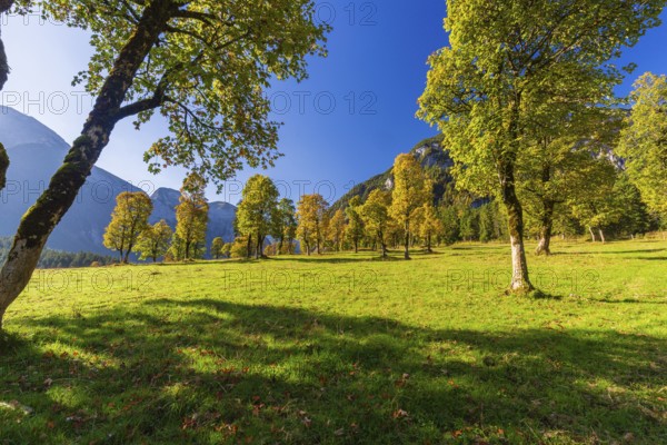 Nature conservancy area Grosser Ahornboden. Sycamore maple trees, Acer pseudoplatanus, in autumn.