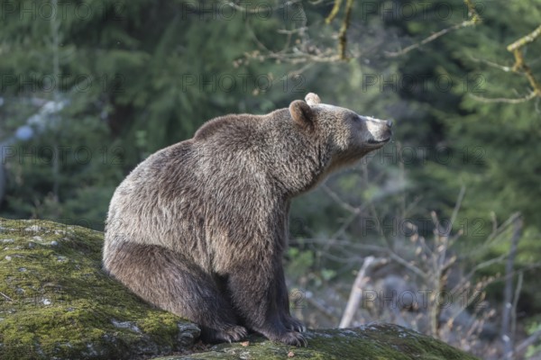 One female Eurasian brown bear (Ursus arctos arctos) resting on a mossy rock. Green vegetation in