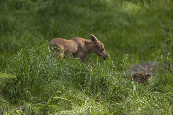 Two baby moose or elk, Alces alces, (19 days old, born May 8, 2020) in tall fresh green grass