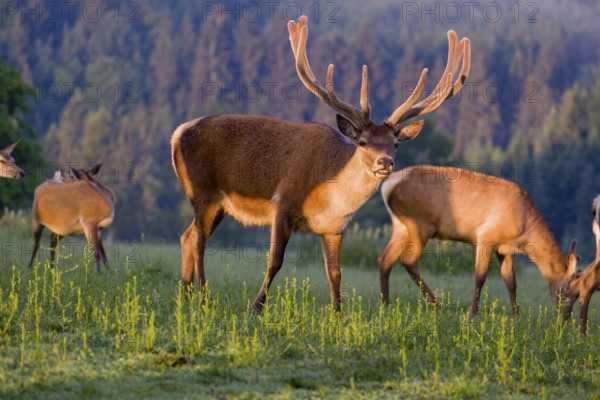 An Altai maral deer, an Altai wapiti or Altai elk (Cervus canadensis sibiricus) stands flehming