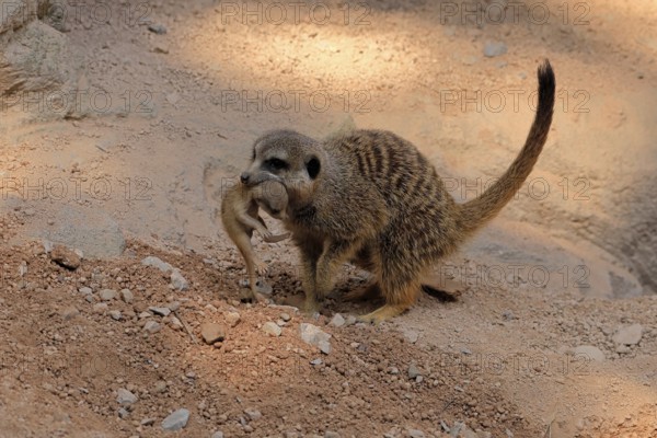 Tiger nut (Suricata suricatta), adult, juvenile, carry, carrying, newborn, baby, female, mother