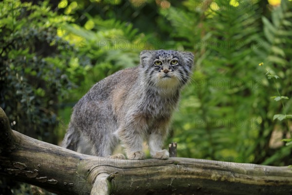 Manul (Otocolobus manul), Pallas's cat, adult, alert, on tree trunk