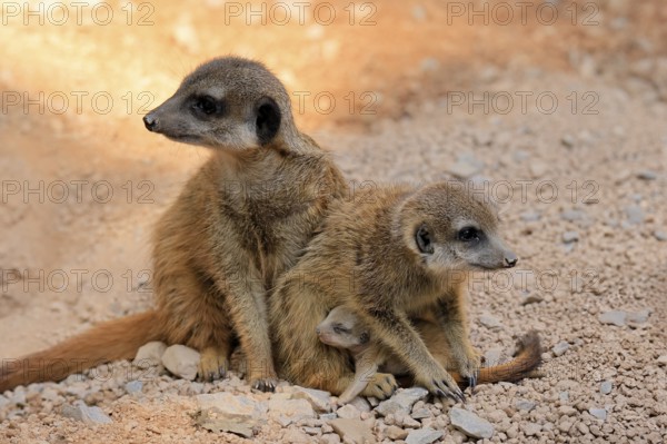Tiger nut (Suricata suricatta), adult, two adults, juvenile, newborn, baby, social behaviour