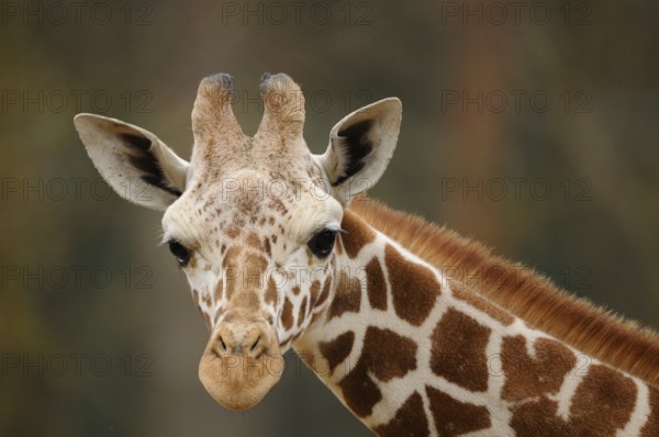 Frontal view of a giraffe head with distinctive horns and fur pattern, reticulated giraffe (Giraffa