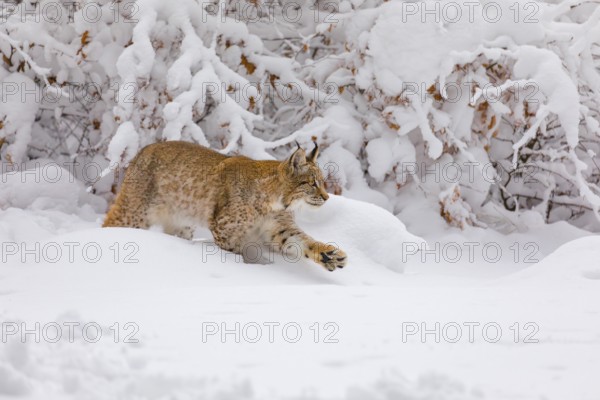 One young male Eurasian lynx, (Lynx lynx), walking through deep snow covered undergrowth in a