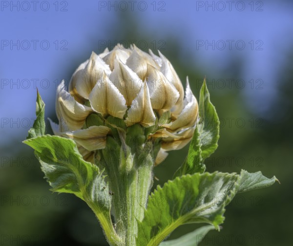 White thistle flower, Jardin du Lautaret Botanical Garden, Villar-d'Arêne, Département