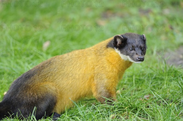 A yellow-brown marten sits relaxed in the green grass, coloured marten (Martes flavigula), captive