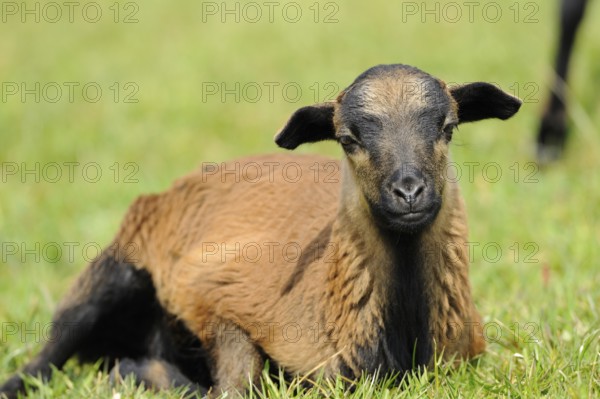 A brown lamb lying relaxed on a green meadow, Cameroon sheep (Ovis gmelini aries), Franconia