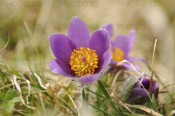 Pasque flower with bright purple flowers on grass, Pasque flower (Pulsatilla vulgaris), Upper