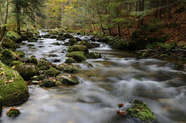 A quiet stream flows through an autumnal forest, surrounded by moss-covered stones, Kleine Ohe,