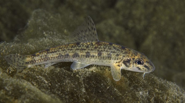 A gudgeon (Gobio gobio) with stripe pattern resting on a rocky ground, dive site Zollbrücke,