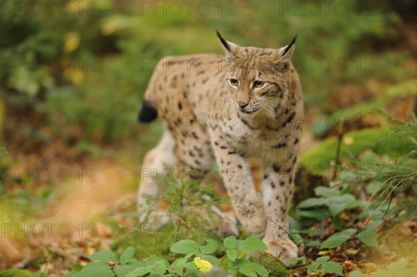 A lynx walks through autumn forest with spotted fur, Eurasian lynx (Lynx lynx), Bavarian Forest