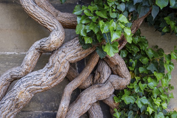 Common ivy, Hedera helix, growing on the outer wall of the Old Palace, Stuttgart,