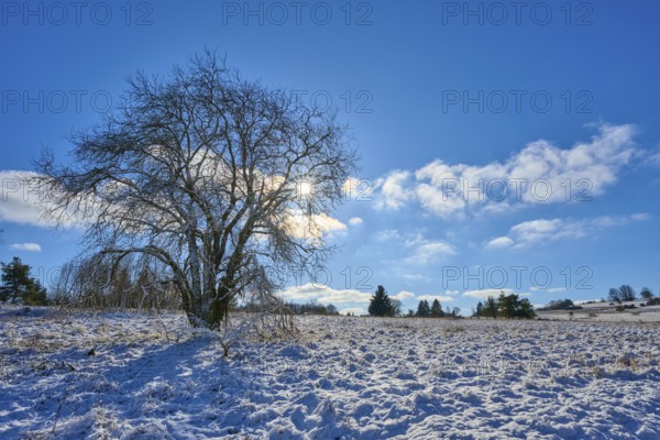 A bare tree stands in a snow-covered landscape under a bright sky, winter, Oberelsbach, Lange Rhön,