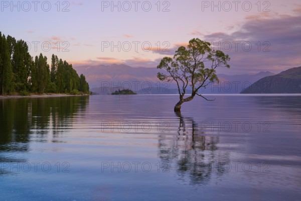 A tree stands in the calm waters of a lake, surrounded by mountains at sunrise, summer, Lake