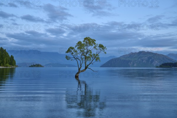 A single tree stands in calm blue water against a mountain backdrop, summer, Lake Wanaka, Wanaka,
