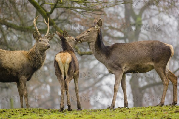 A Red Deer hind with her calf (Cervus elaphus) and a young stag stand on a green meadow at a forest