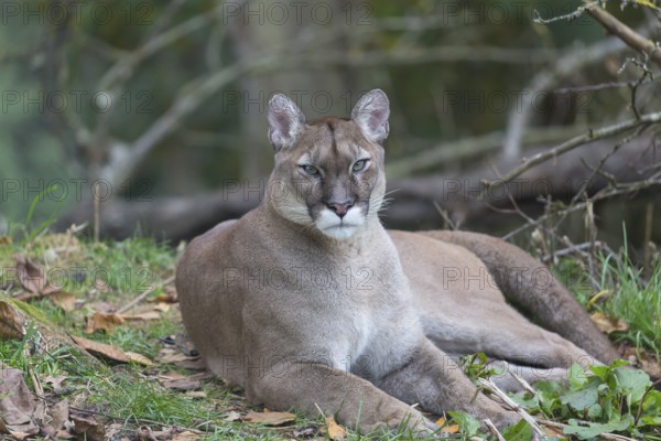 Portrait of an adult male cougar between branches of a tree with greenish background