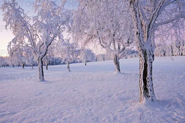 Row of trees in hoarfrost at dusk, Grod, Lindenberg, Beinwil, Freiamt, Canton Aargau, Switzerland,
